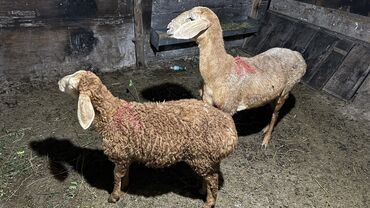 зааненские козы: Продаю | Овца (самка), Ягненок | Арашан | Котные, Матка
