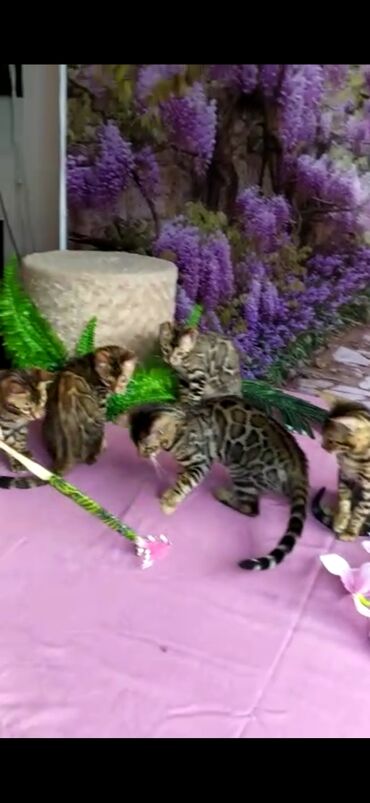 Продажа кошек: Бенгальские котята Проф.Питомник Бен Гла Мур предлагает.чудесных — 5