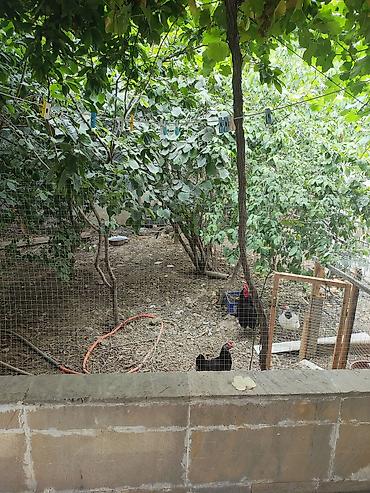 6 mkr: Mehdiabad 7 otaqlı, 204 kv. m, Orta təmir — 7