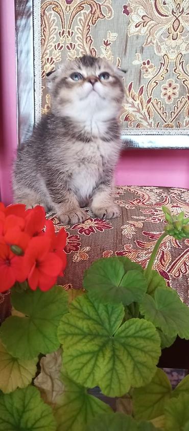 Pişiklər: Şotland — 8