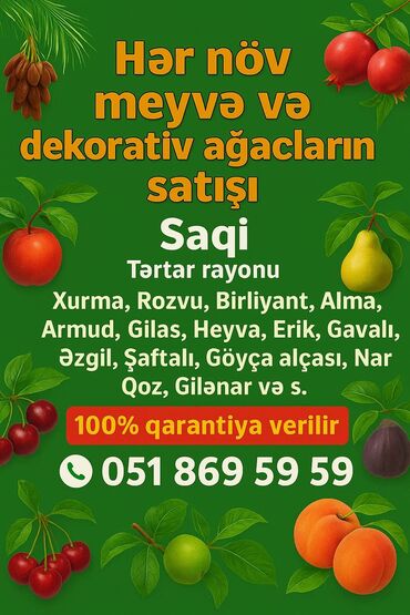 zefir bitkisi: Məhsul: Meyvə və dekorativ ağac tingləri Təsvir: - Hər növ meyvə və at lalafo.az zefir bitkisi: Məhsul: Meyvə və dekorativ ağac tingləri Təsvir: - Hər növ meyvə və
