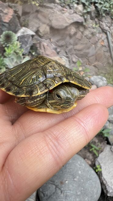 для кошек домики: Красноухая водяная черепаха (Trachemys scripta elegans) - Яркие