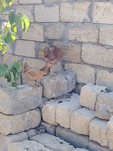 ucuz toyuq satisi: Kənd cuceleri tek tək satılmır 2sine aiddi qiymət barterde olar — 2