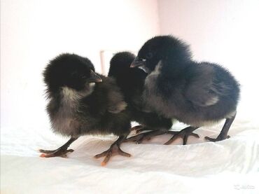 Cücələr: Toyuq cücələri, Damazlıq, Rayonlara çatdırılma, Ödənişli çatdırılma, Ünvandan götürmə — 7