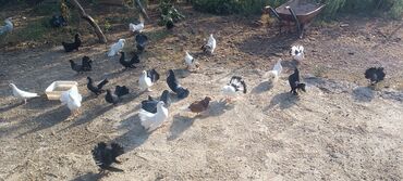 Göyərçinlər: Məhsul: müxtəlif növ ev göyərçinləri Təsvir: - Rənglər: ağ, qara — 5