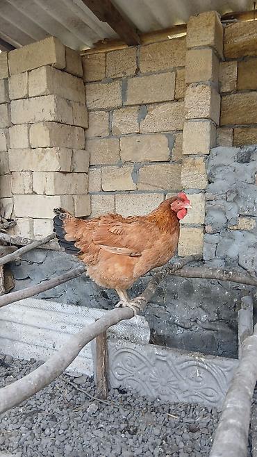 sirin pisik səkilləri: Toyuq, Damazlıq — 2
