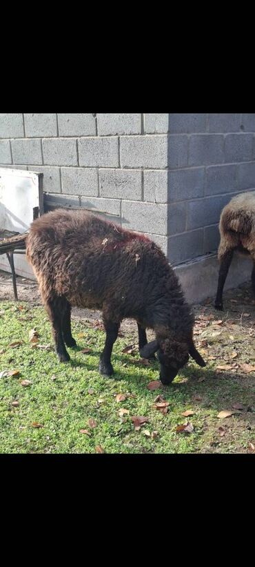 Бараны, овцы: Продаю | Овца (самка) — 4