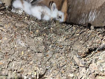 Dovşanlar: Karlik bala dovşanlar bala dovşanlar satılır dovşanlar dovşan — 3