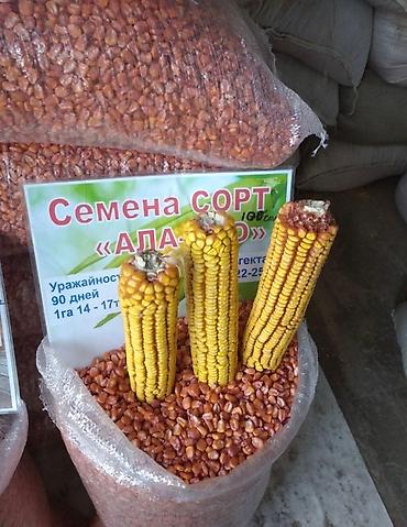 Овёс: Овесь Сулуу оптом! — 11