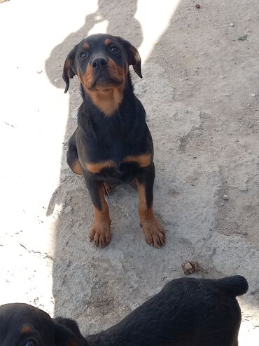 qaz balasi nece gune cixir: Rotveyler, 3 ay, Dişi, Peyvəndli, Ünvandan götürmə