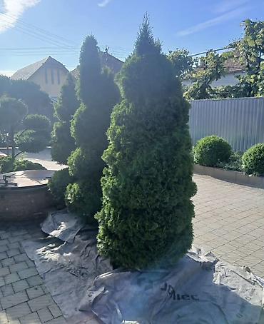 Деревья: Aylıq bagban axtaranlar elaqe saxlasın Thuja dekorativ ağacları – — 2