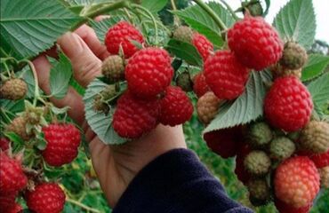 Фрукты и ягоды: Семена и саженцы Самовывоз