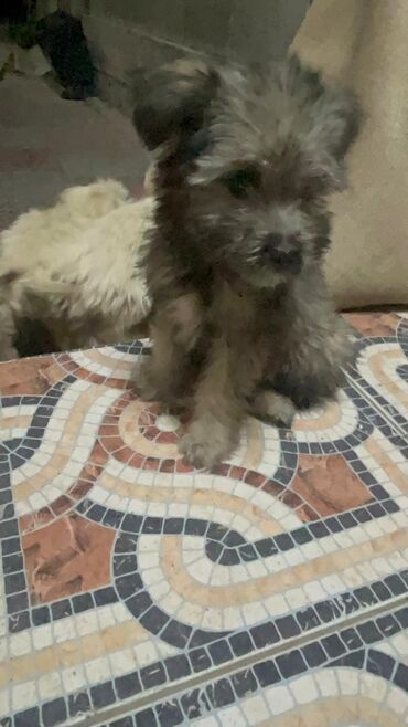 Продажа собак: 3 месяца, Самец — 2