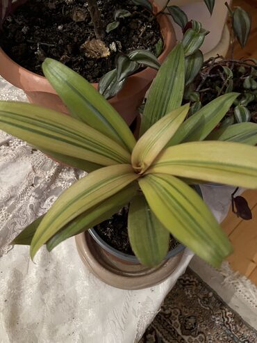 Otaq bitkiləri: Her nov guler var endirimnen verecem Gencedi istiyen yazsin satiş — 84