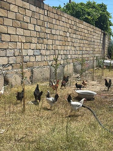 qaz cuceleri: Salam çolpalar satılır 10eded çox alana endirim olacaq - Açıq havada — 4