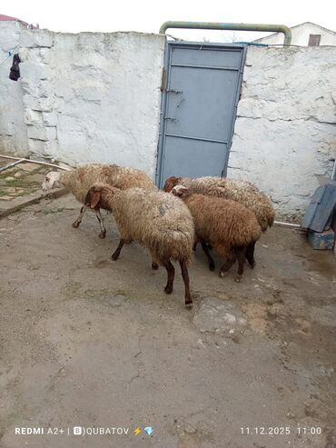 Qoyunlar, qoçlar: 3 qoyun 1 quzu satılır biri ana baladir dişi bala ilə kom 1.150 — 6