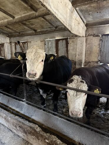 продажа щенков немецкой овчарки с документами в бишкеке: Продаю | Бык (самец) | Абердин-ангус | Для разведения | Привязанные