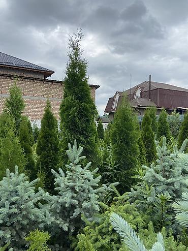 Продаются туи колонновидные (местные) Размеры от 1м,1,5м,2м Выращиваем