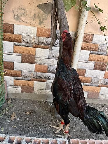 Сельхозптицы: Heyratı 8ay yarm beçə endirim edərəm cuzi unvan biləcəri — 3
