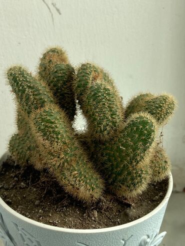 Otaq bitkiləri: Kaktus növləri hər qiymətə. Barter olar quş növləriylə. Tutuquşu Toyuq — 3