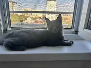 Кошка даром: Британская короткошёрстная, 4 месяца, Мальчик, Приучена к лотку, Метис