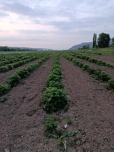 село лелински: 67 соток, Для бизнеса — 1