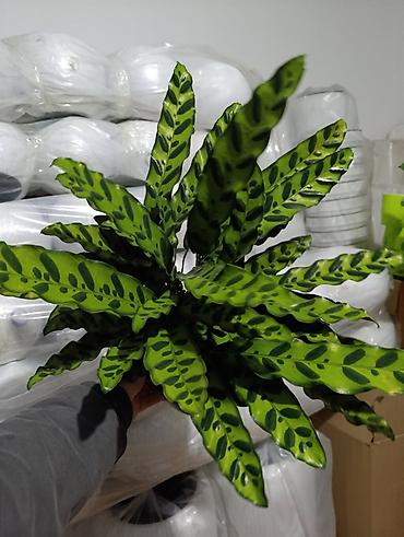 Другие комнатные растения: Представляем ассортимент декоративно-лиственных растений, которые — 3