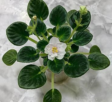 Фиалки и глоксинии: Продаю стартеры взрослые сортовые фиалки 🌺🌿🌺. Цены 200-250-350сом — 29