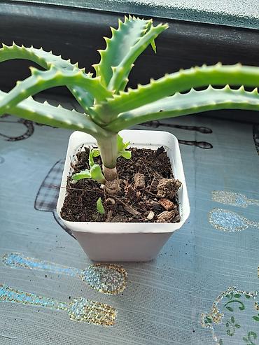 ətirşah bitkisi: Aloe (sukkulent) – qara plastik saksıda 2 ədəddir - Növ: Aloe — 1