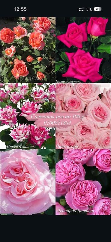 Роза: Саженцы — 2