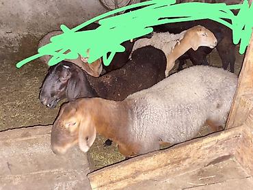 дойные коза: Продаю | Овца (самка) | Для разведения — 1