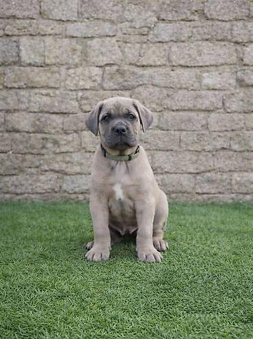 Psi: Cane Corso štenci Štenci Cane Corso, oštenjeni 02.12.2025, slobodni za — 4