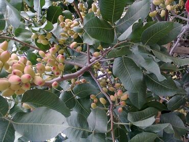 ev bitkiləri: PUSTƏ və BADAM bag üçün hazırlanmış meyvə ağacları Sifariş