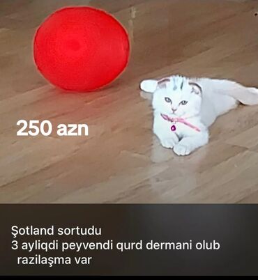 şotland pişiyi qiymeti: Şotland, Dişi