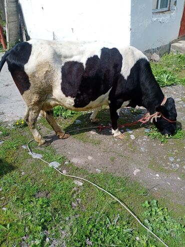 алатауская корова: Продаю | Корова (самка) | Голштин | На откорм, На забой, Для разведения | Не стельные