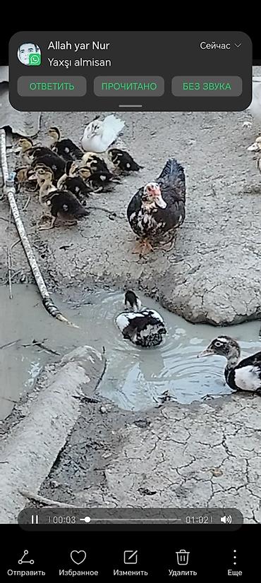 ordəy balası: Muskovy ördəkləri və balaları - Cins: indoutka (Muskovy ördək), ağ və — 1