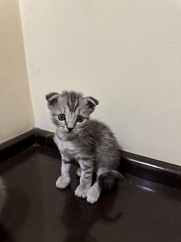 котято: Продаю котят Мама шотландская вислоухая рыжий мальчик остальные — 1