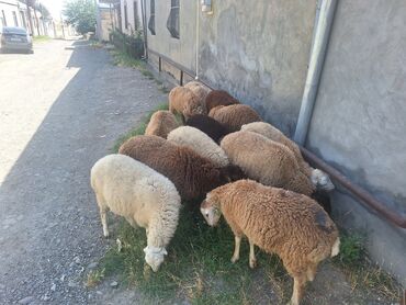 cins ineklerin qiymeti: Erkək və Dişi quzular komda satiram Tək-təkdə