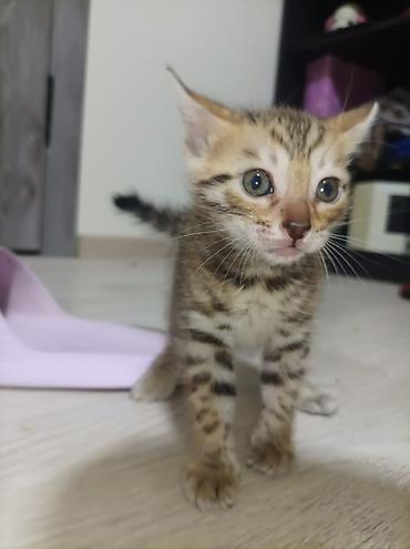котята породистые: Бенгальская, 1 месяц, Девочка, Приучена к лотку — 4