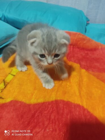 Pişiklər: Şotland, Erkək, Dişi, Yaxşı əllərə, Ünvandan götürmə — 17