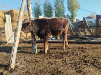 фарель ош: Продаю | Бык (самец) | Швицкая | На откорм, Для разведения | Привязанные