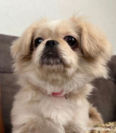 pudel dişi: Pekines, 7 ay, Dişi, Pulsuz çatdırılma