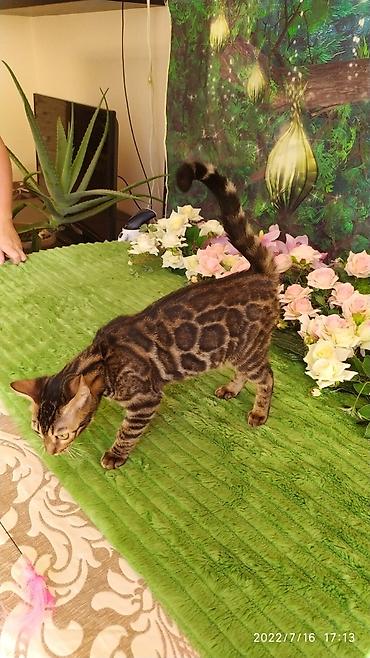 Мышыктар: Красивейшие бенгальские котята. большие четкие розетки .контрастный — 7