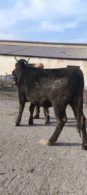 продажа щенков немецкой овчарки с документами в бишкеке: Сатам | Кунаажын | Швиц | Көбөйтүү үчүн, Сүт алуу үчүн | Асыл тукумдуу, Бооз, Төл болгон жок