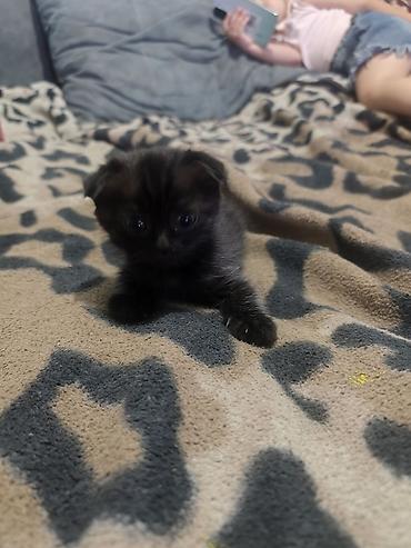 животные купить: Шотландские вислоухие котята (Scottish Fold) - Окрас: один голубой — 4