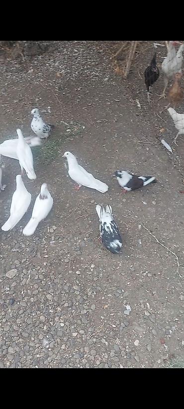 danşan quş: Salam 19 quşdu hamısı tutulmadı kom 2.50 göndərməkdə olar — 2
