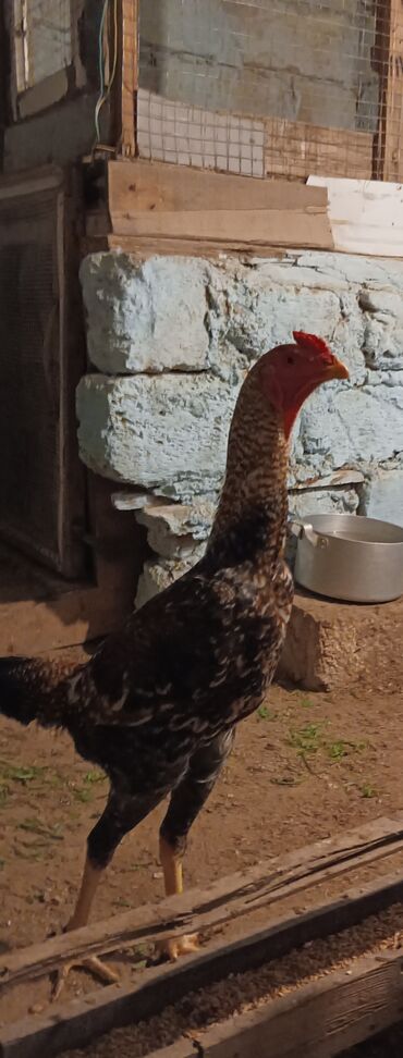 Digər quşlar: Heyratı pileymut xoruz 1 iligdir 🐓🐓 Maşallah tam saglamdır qurd lalafo.az -da Digər quşlar: Heyratı pileymut xoruz 1 iligdir 🐓🐓 Maşallah tam saglamdır qurd