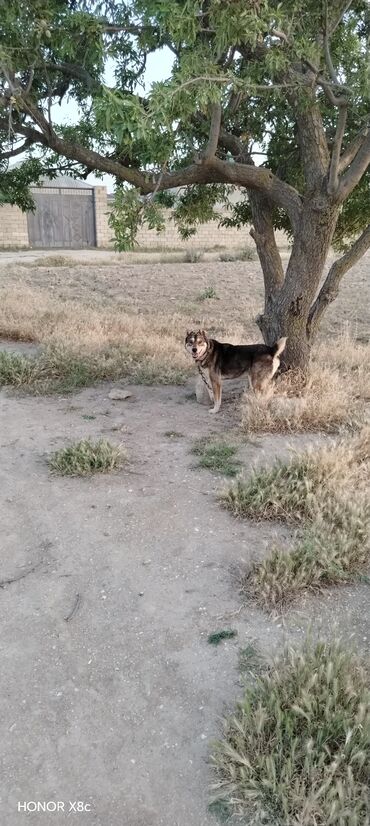 İtlər: 3 il, Erkek, Peyvəndli, Ünvandan götürmə — 10