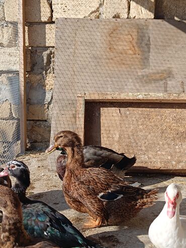 Ördəklər: 2 eded 6 ayliq yaxshi beslenmish ruan ordek(erkek dishi)cutu 125azn 5 -da lalafo.az — 12 Ördəklər: 2 eded 6 ayliq yaxshi beslenmish ruan ordek(erkek dishi)cutu 125azn 5 — 12