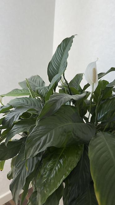 taxta dibçək: Spathiphyllum (Sülh zanbağı) – böyük, sıx yarpaqlı, dekorativ otaq — 4